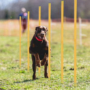 Agility Training Poles – Speed, Coordination & Footwork Training Equipment for Soccer, Football & Athletic Drills (6ct)